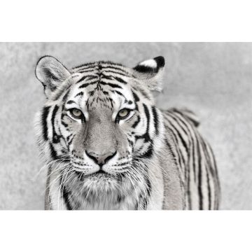 Baby Tiger 24 x 36 Print - SF662436